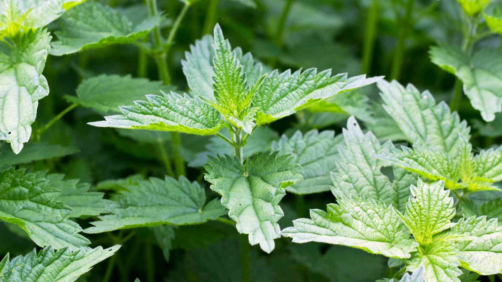 Close-up of green stinging nettle plants with jagged-edged leaves growing densely together.