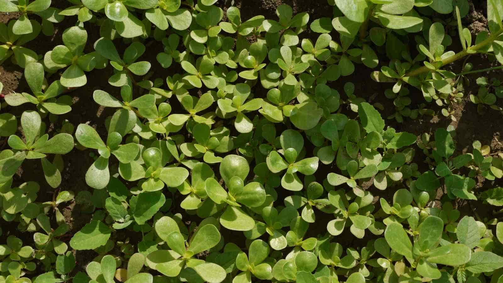 A patch of green purslane with rounded leaves growing close together on soil.