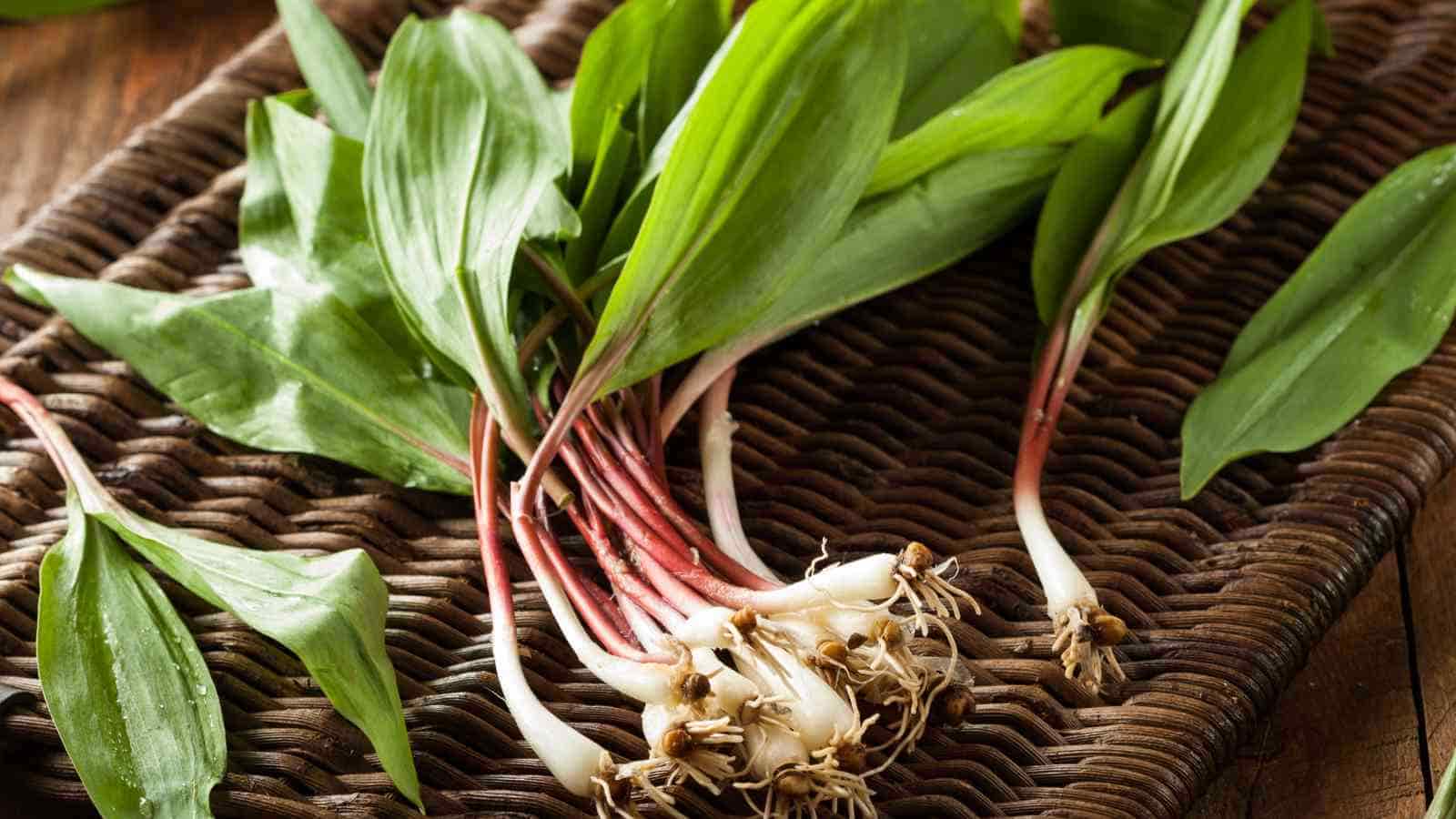 A bunch of fresh ramps, also known as wild leeks, with white bulbs, pinkish stems, and broad green leaves on a woven tray.