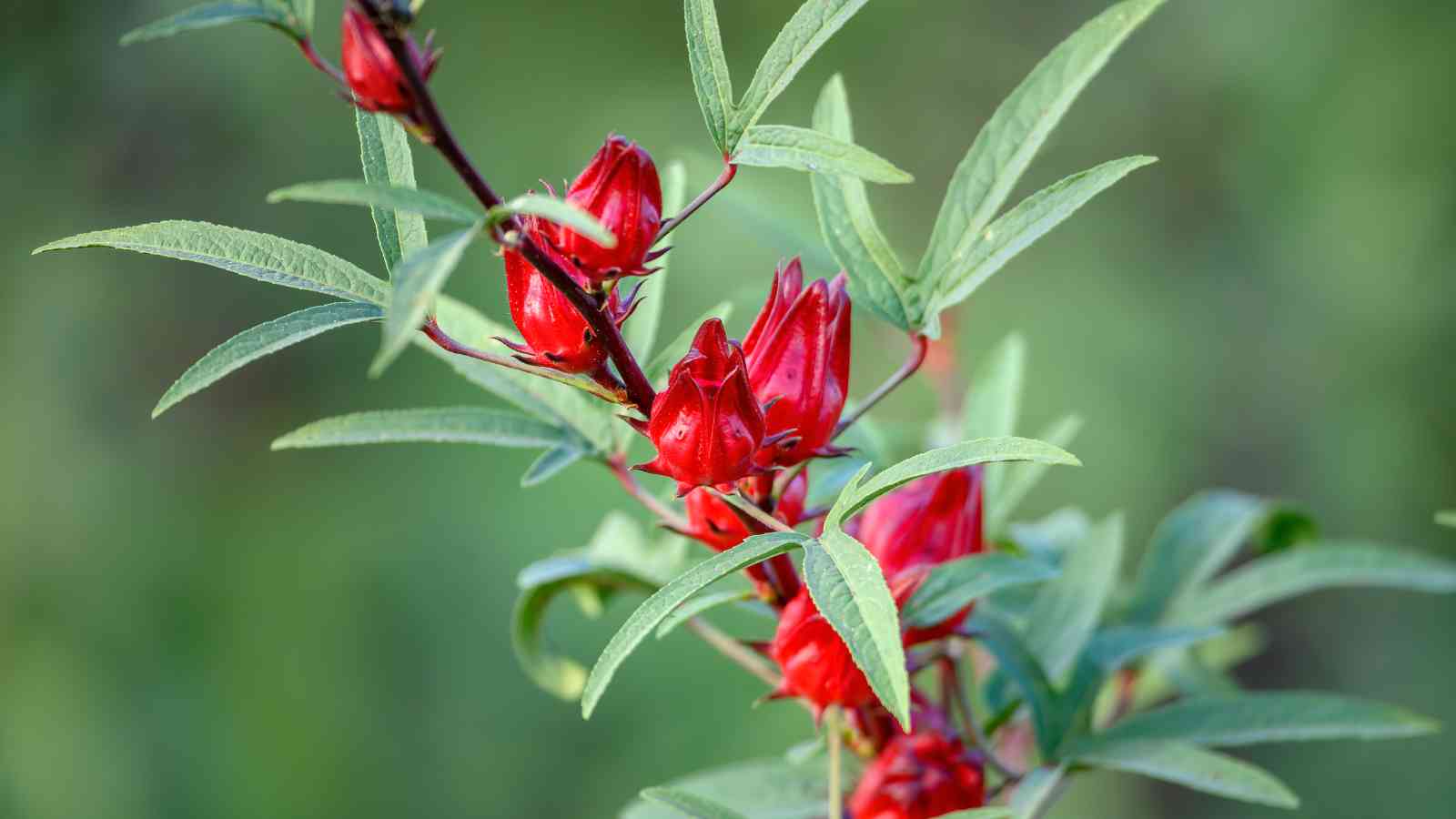 Close-up of a Sorrel with green leaves and several red flower buds against a blurred green background.