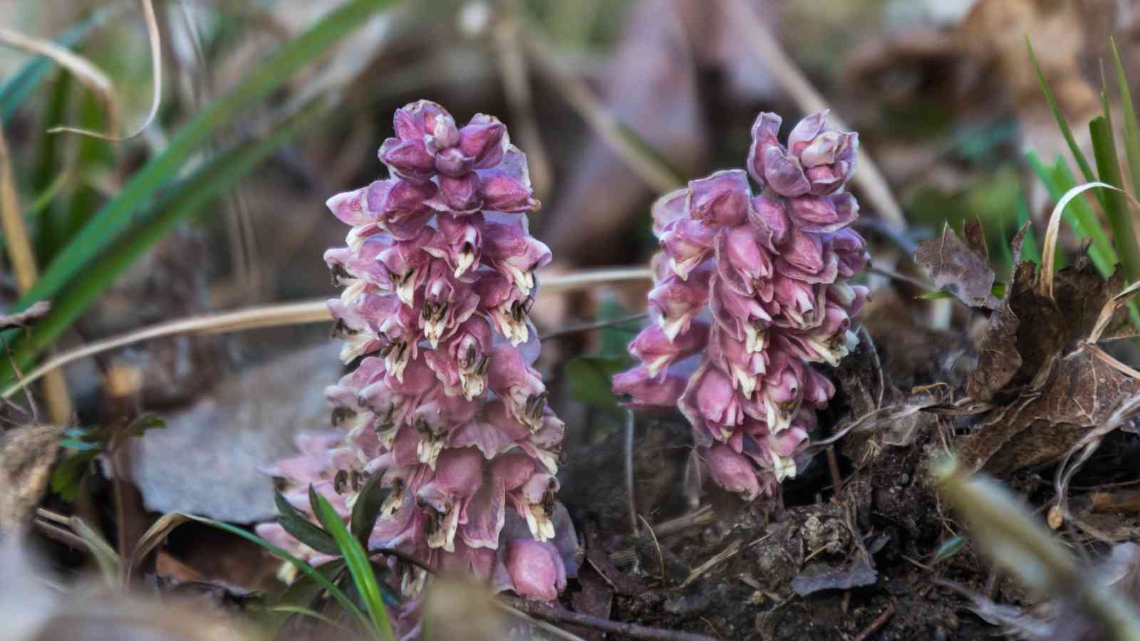 Two clusters of Toothwort grow among grass and dried leaves on the forest floor.
