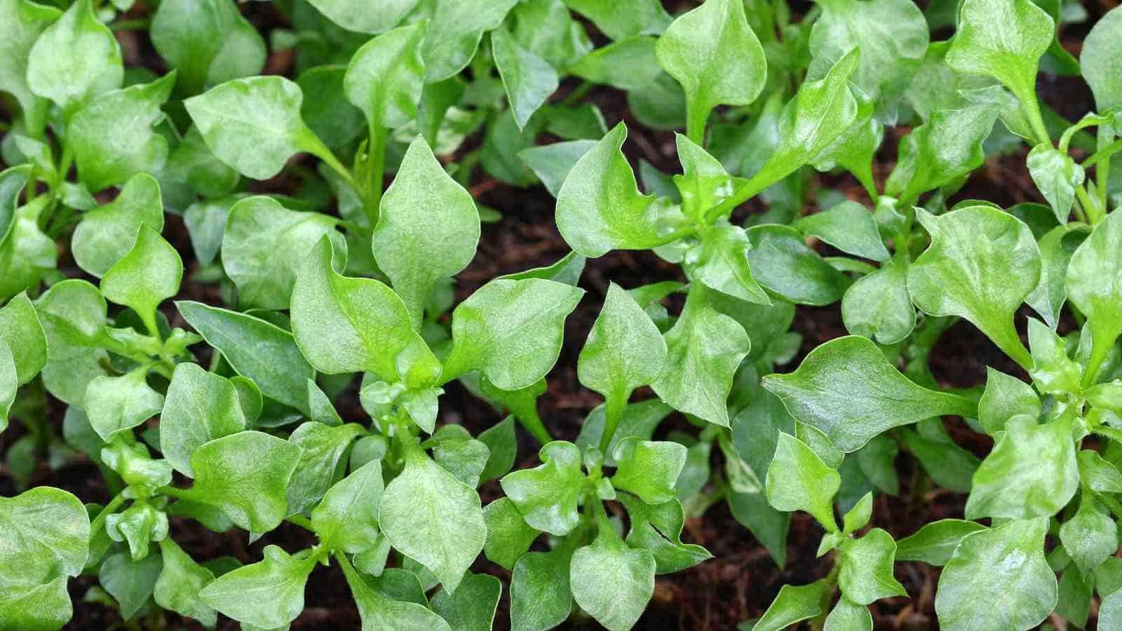 A close-up view of watercress with broad leaves growing in soil.