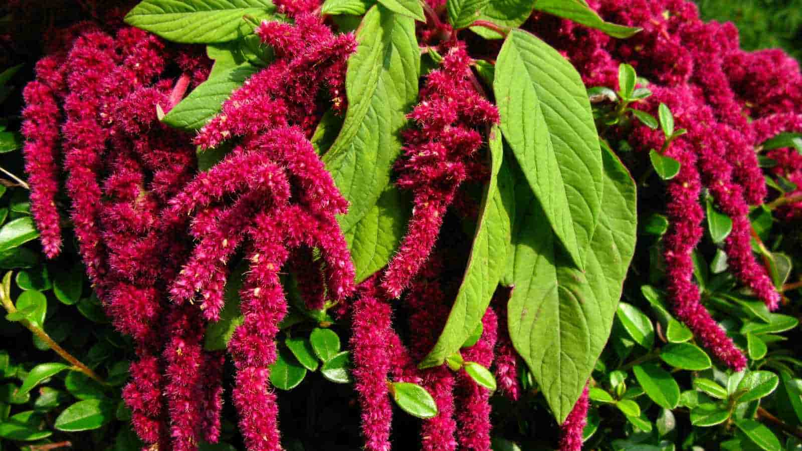 Long, bright wild amaranth clusters hang down among large green leaves in a lush garden setting.