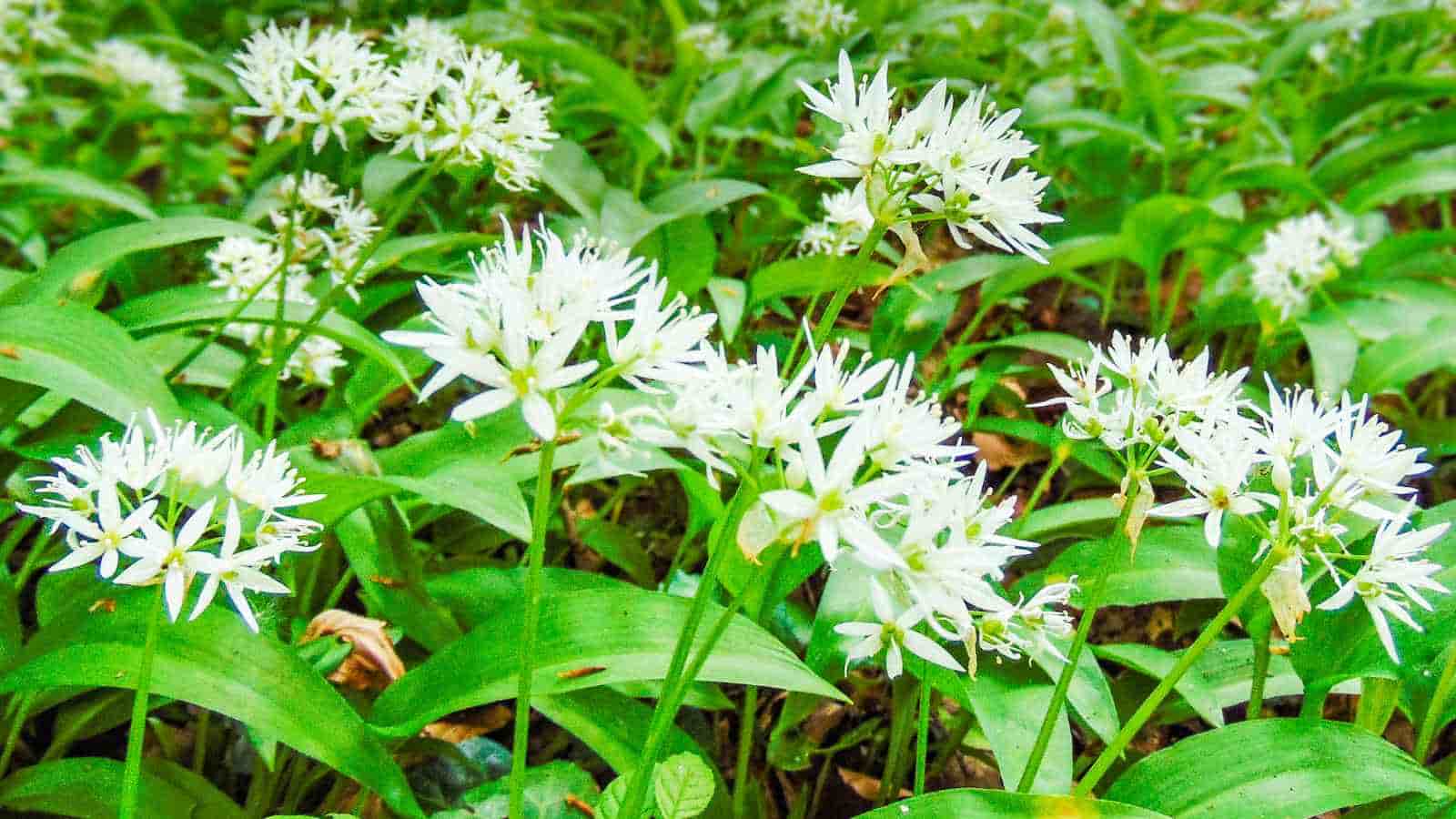 Cluster of wild garlic plants with white star-shaped flowers and broad green leaves growing in a dense patch.