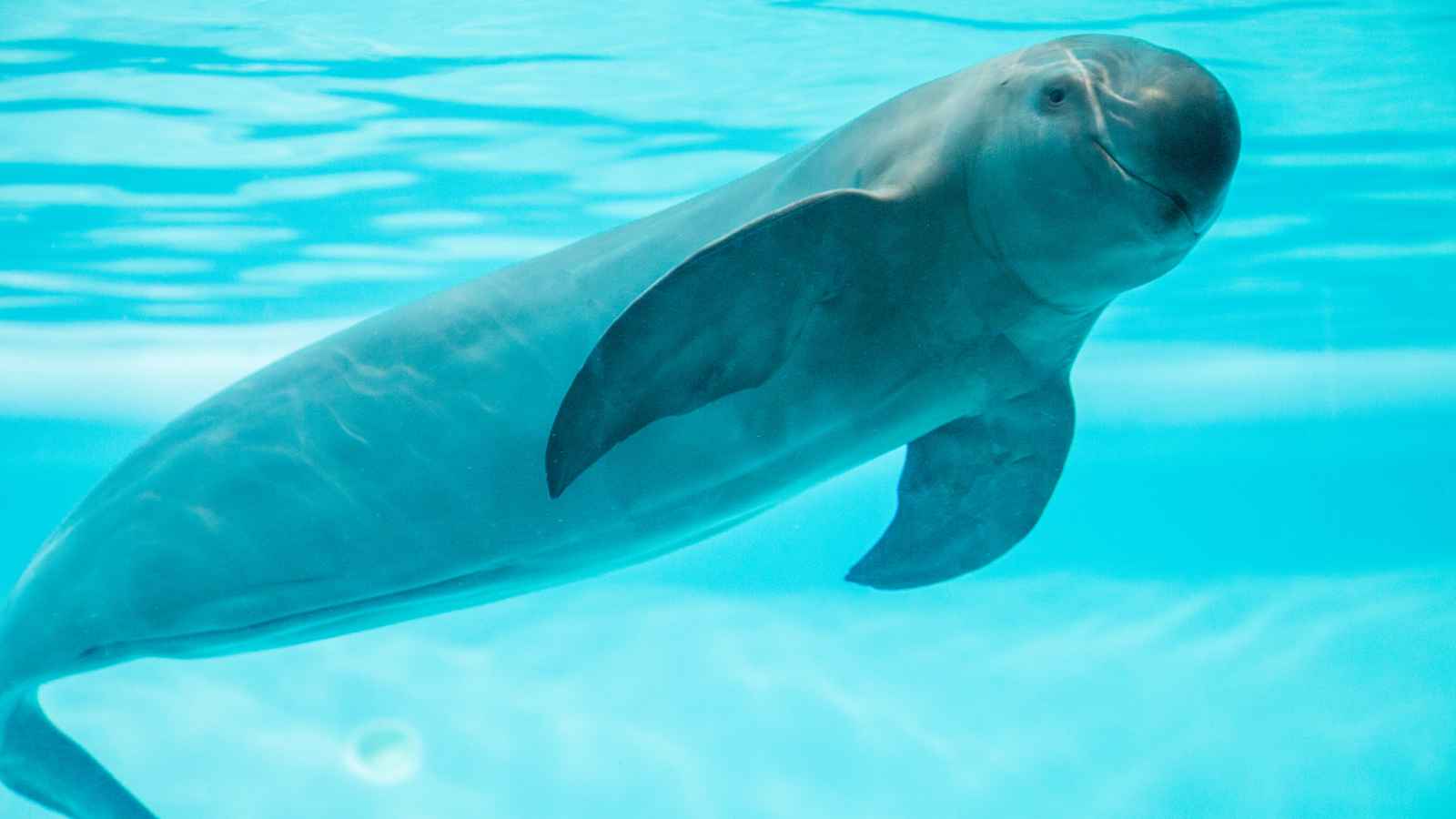 A Yangtze finless porpoise swims underwater, facing the camera in a clear blue aquarium or tank.