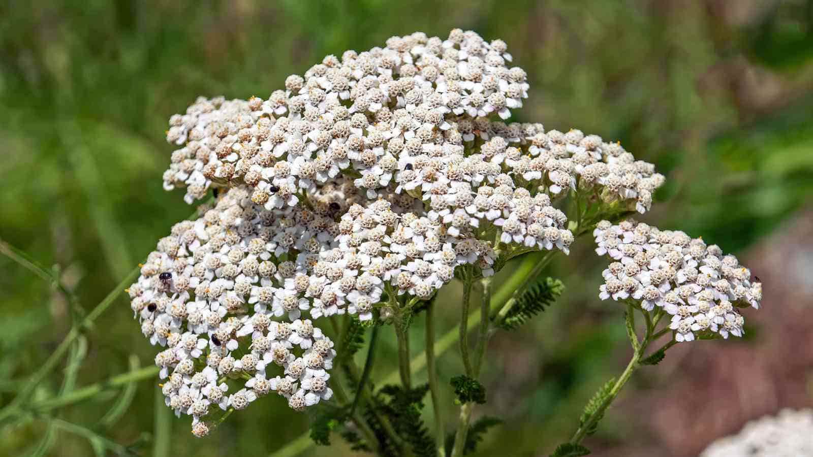 Cluster of small white flowers with fern-like green leaves, growing outdoors in a natural setting.