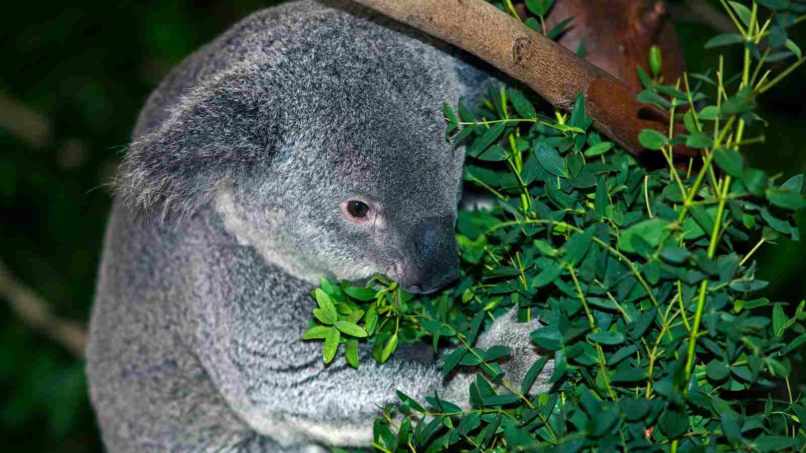 A koala is eating eucalyptus leaves while sitting in a tree, surrounded by green foliage.