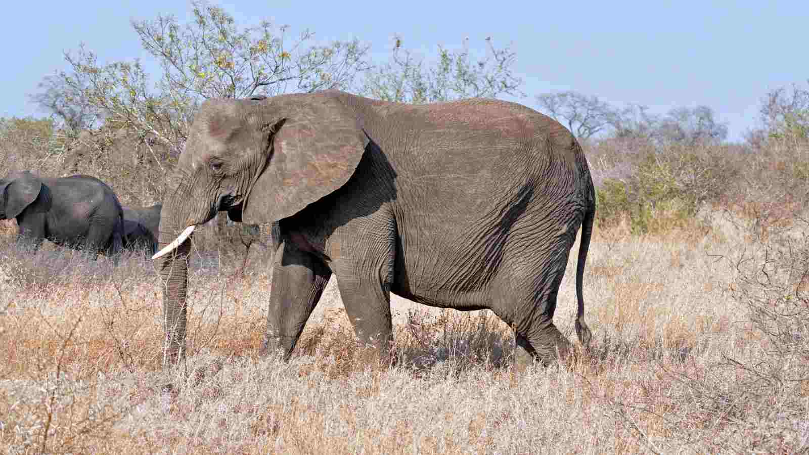 An adult elephant with visible tusks walks through dry grassland, with bushes and another elephant in the background.