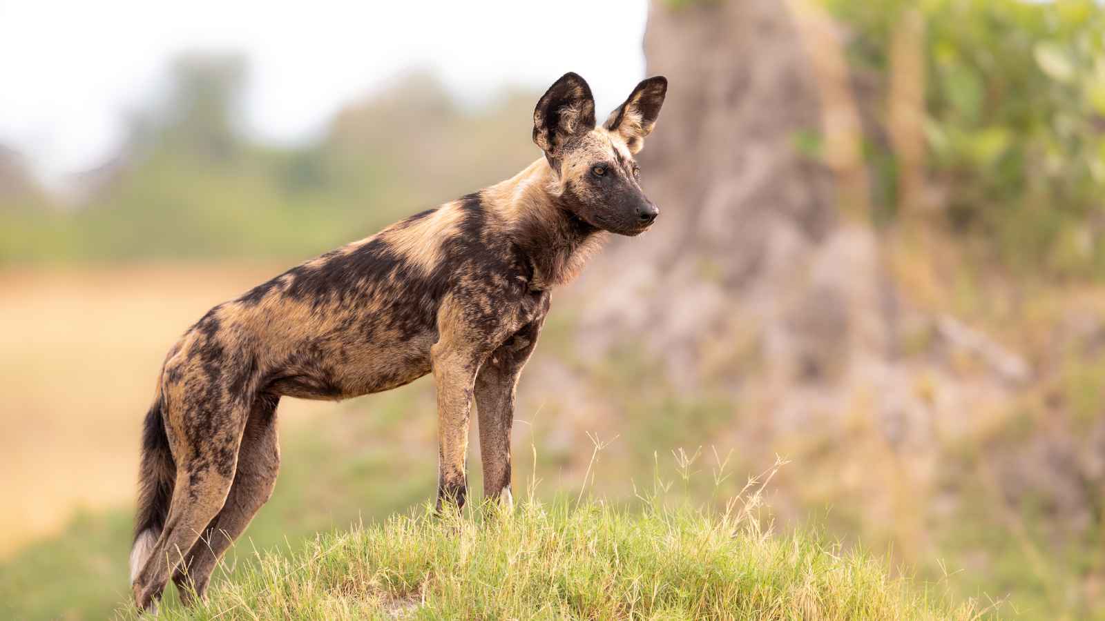 An African wild dog stands alert on a grassy mound, with a blurred natural background.