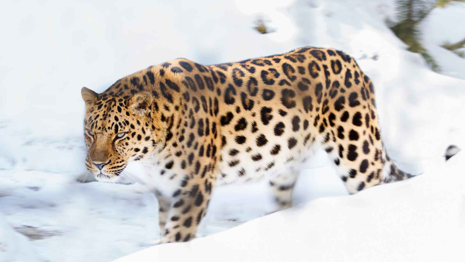 An Amur leopard with a spotted coat walks through a snowy landscape.