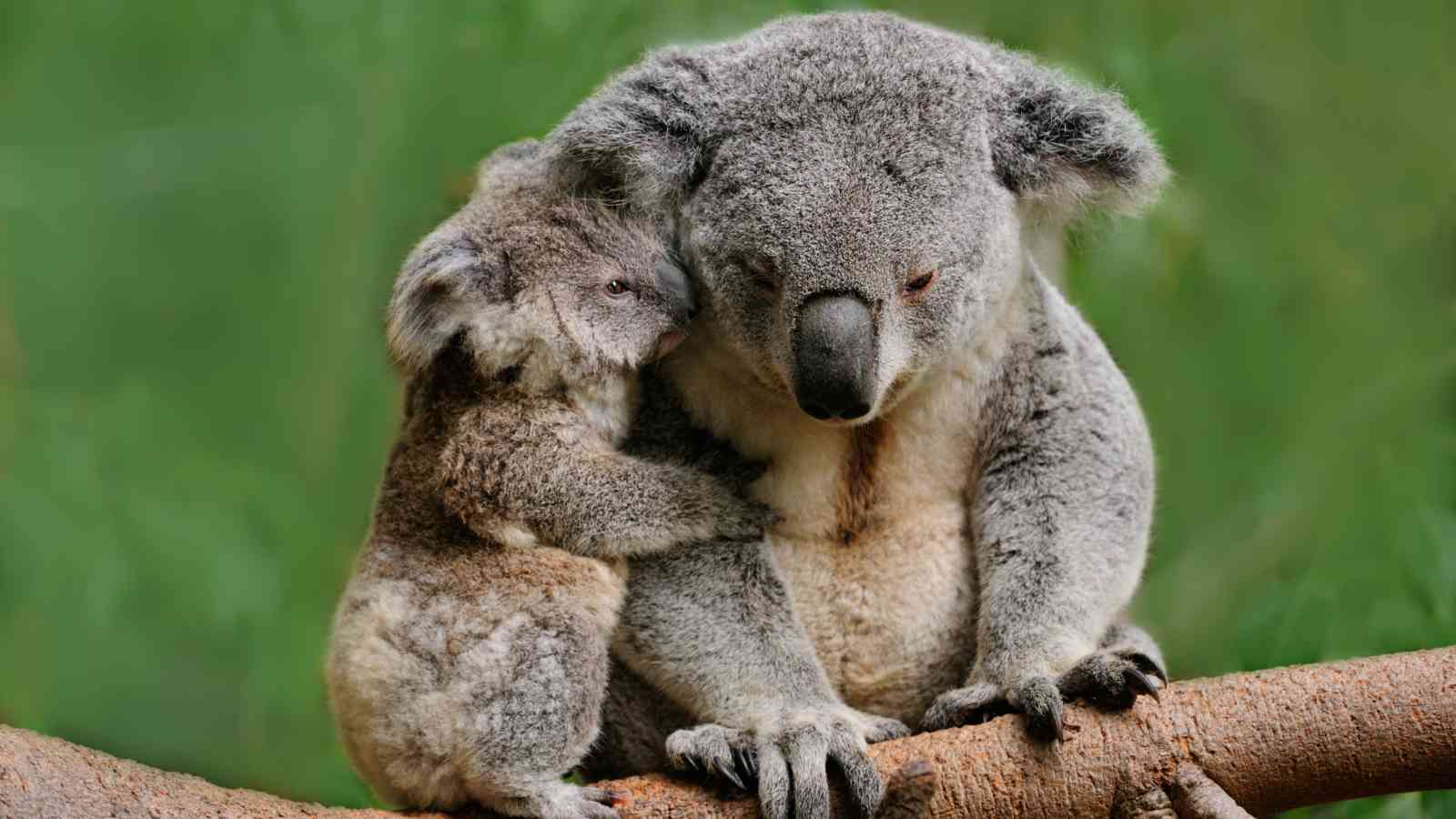 A baby koala clings to an adult koala as they sit together on a tree branch against a blurred green background.