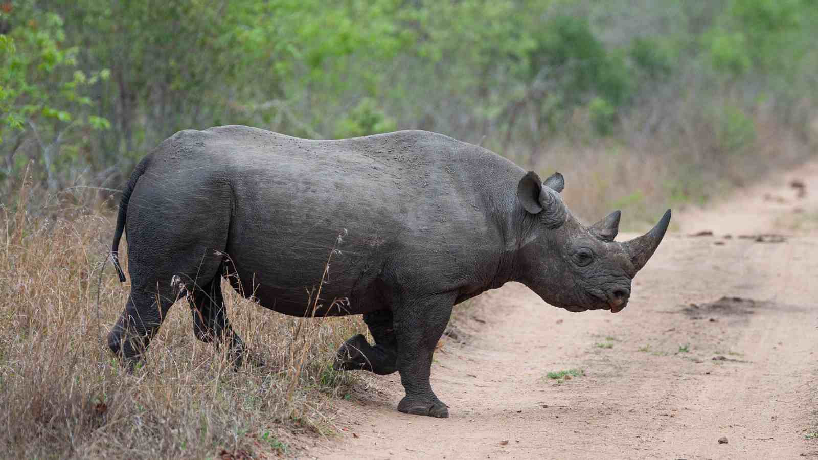 A black rhinoceros walks across a dirt path in a grassy, green bushland area.