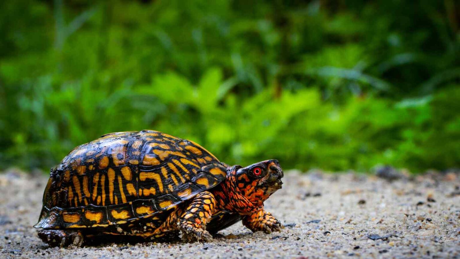 What R Turtle 13 Fun Facts to Know About Turtles on World Turtle Day
