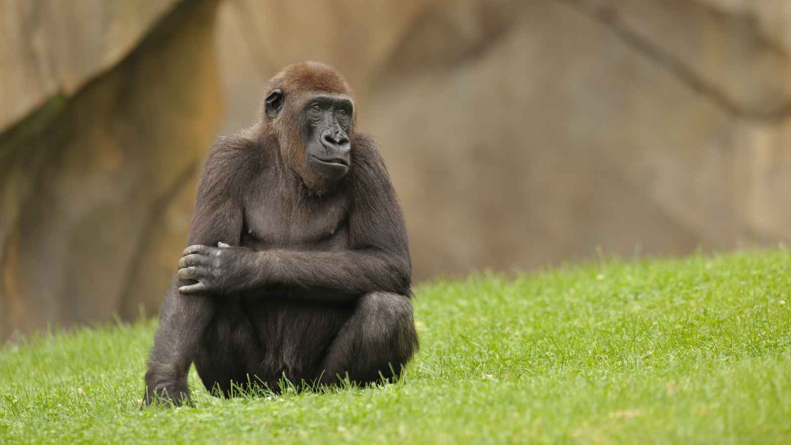 A gorilla sits on green grass with one arm resting on its knee, looking to the side. The background is blurred brown rock.