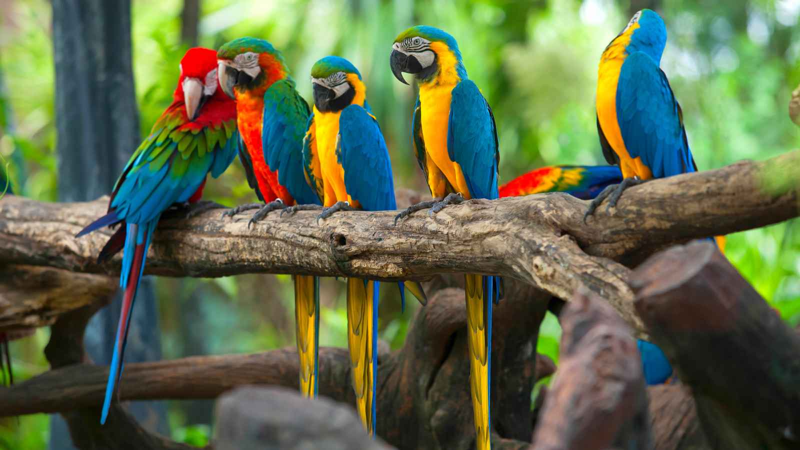 Six colorful parrots, including blue-and-yellow macaws and a red-and-green macaw, are perched on a large tree branch in a lush, green environment.