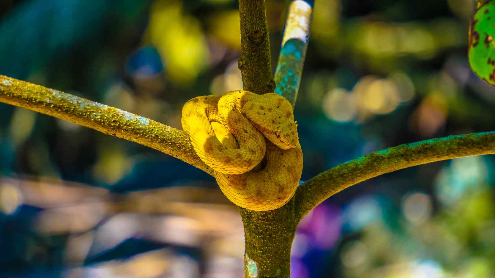 A bright yellow snake is coiled around a tree branch with a blurred green and yellow background.