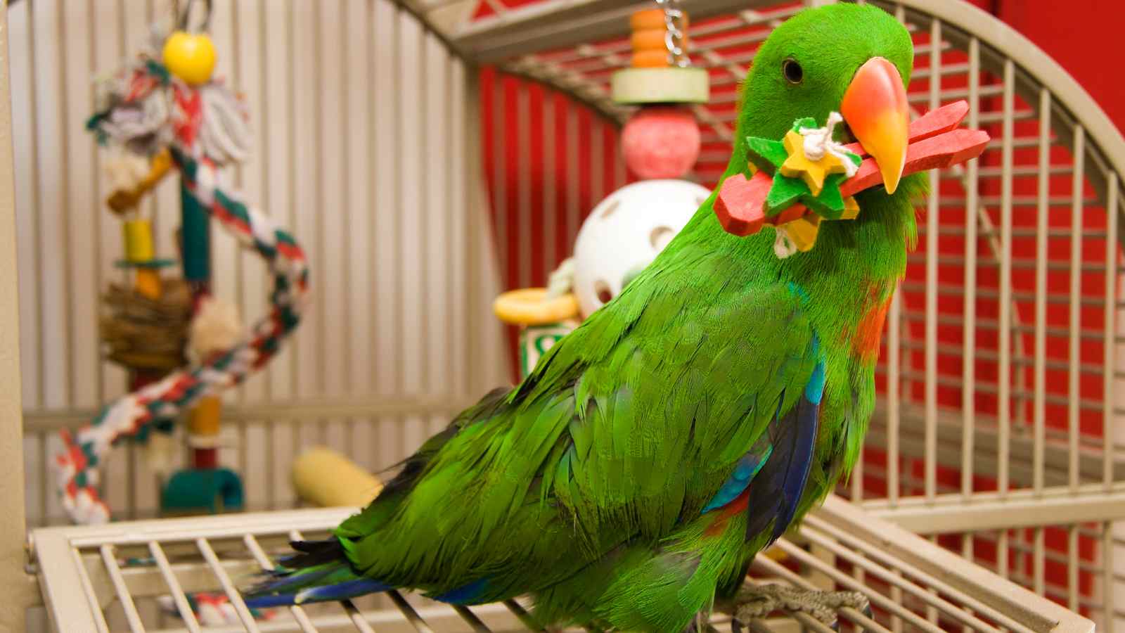 A green parrot standing in a cage is holding colorful chew toys in its beak, with more toys hanging in the background.