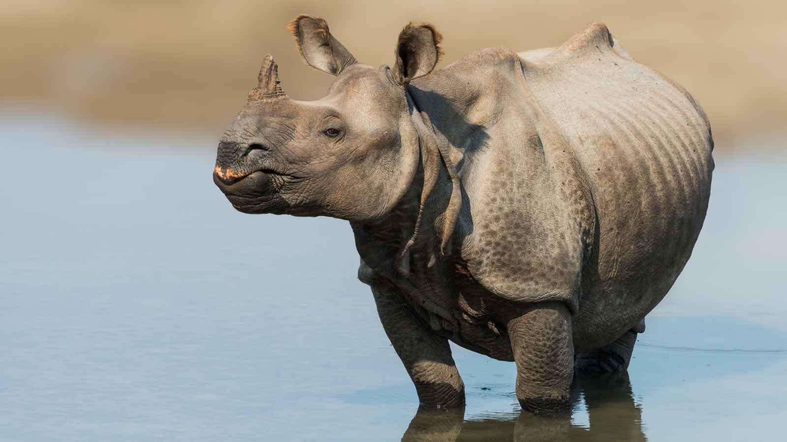 A one-horned rhinoceros stands partially submerged in water, facing left, with visible skin folds and textured hide.