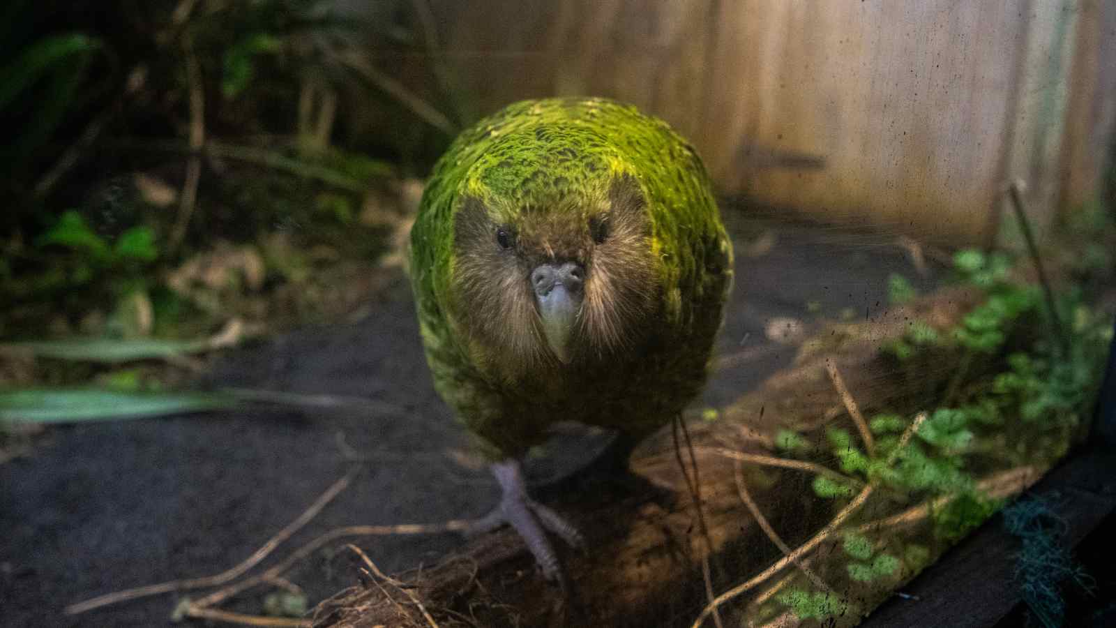 A green, flightless kakapo parrot stands on the ground in an enclosure, facing the camera directly.