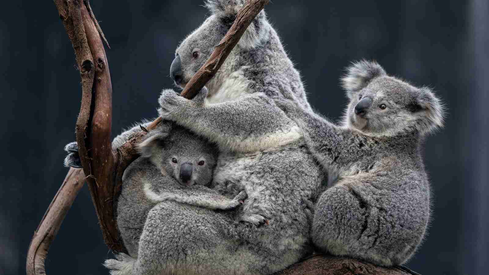 Three koalas cling to branches and each other, with one adult in the center and two juveniles nestled closely on either side against a dark background.