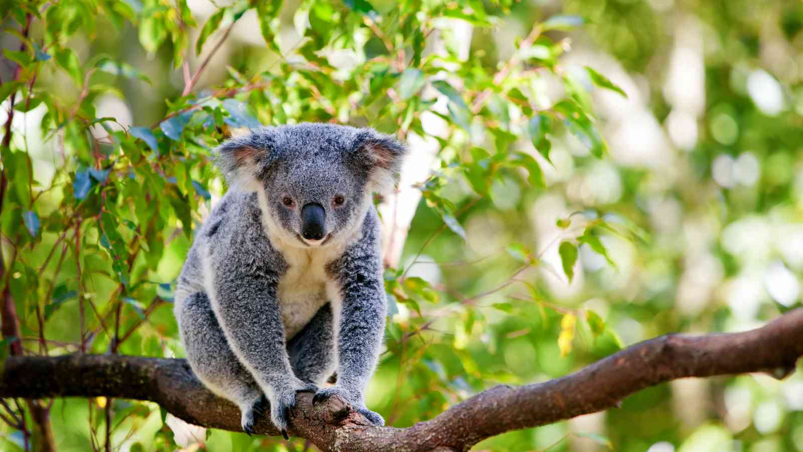 A koala sits on a tree branch surrounded by green leaves, looking downward with its front paws gripping the branch.