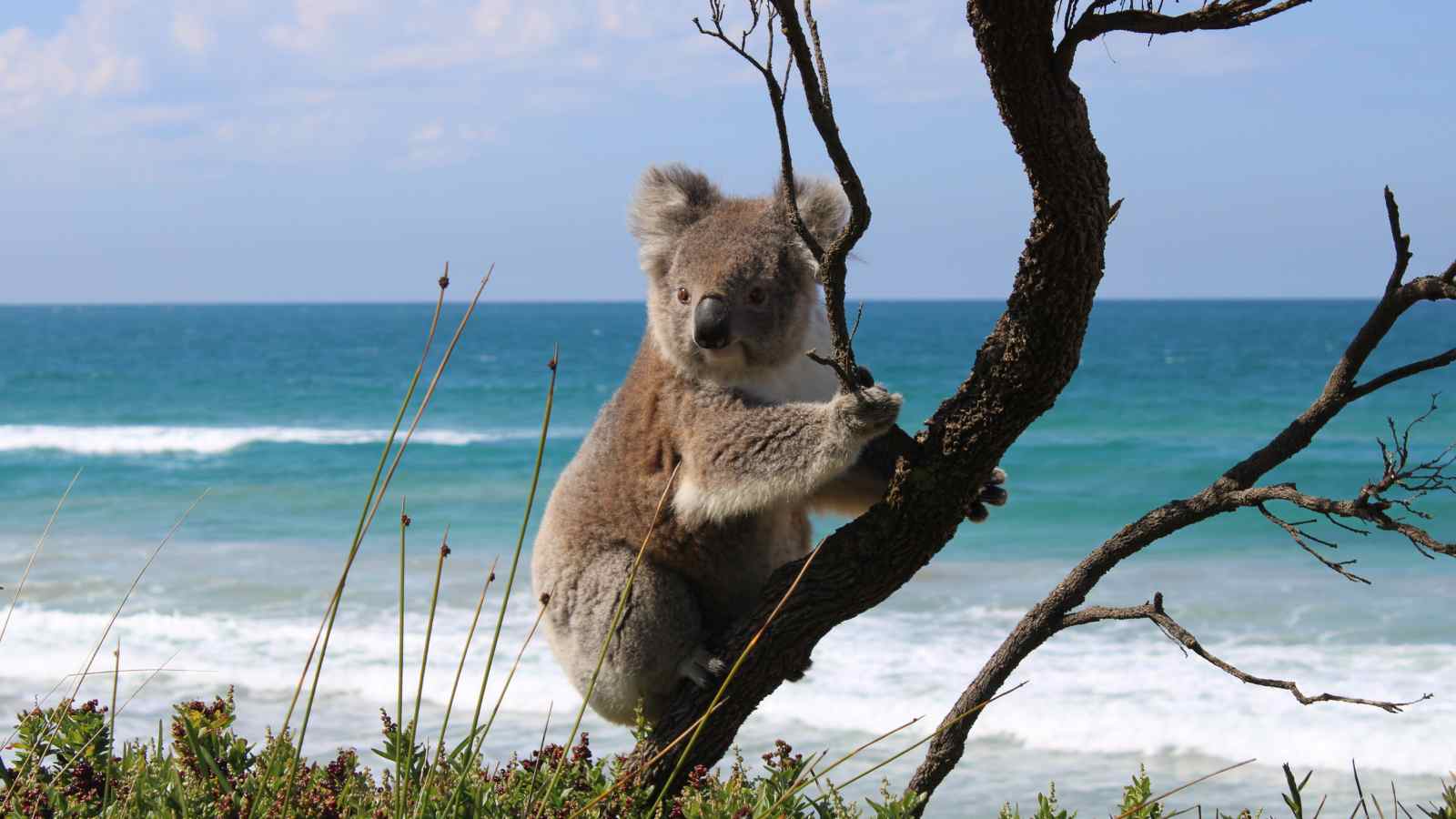 A koala sits in a tree near the coastline, with the ocean and waves visible in the background under a partly cloudy sky.
