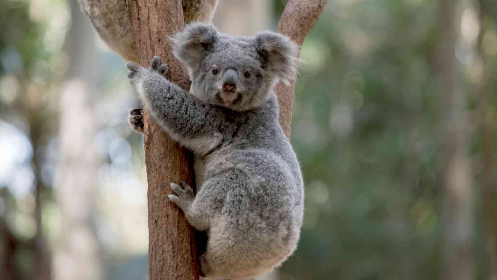 A gray koala clings to the trunk of a tree, looking toward the camera, with a blurred forest background.