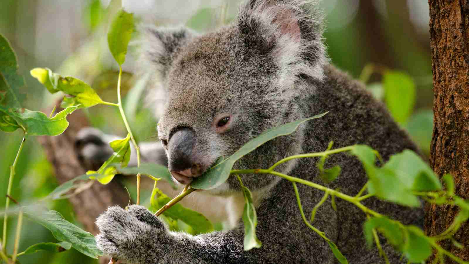 A koala sits in a tree, holding and eating eucalyptus leaves.