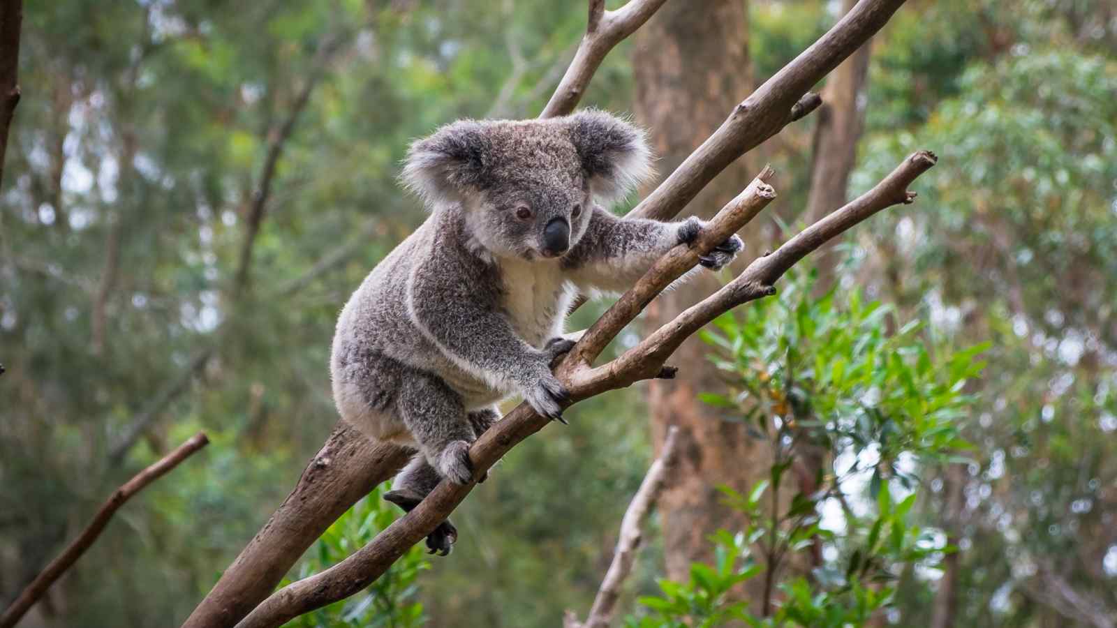 A koala climbs along the branches of a tree, surrounded by green foliage in a forested area.