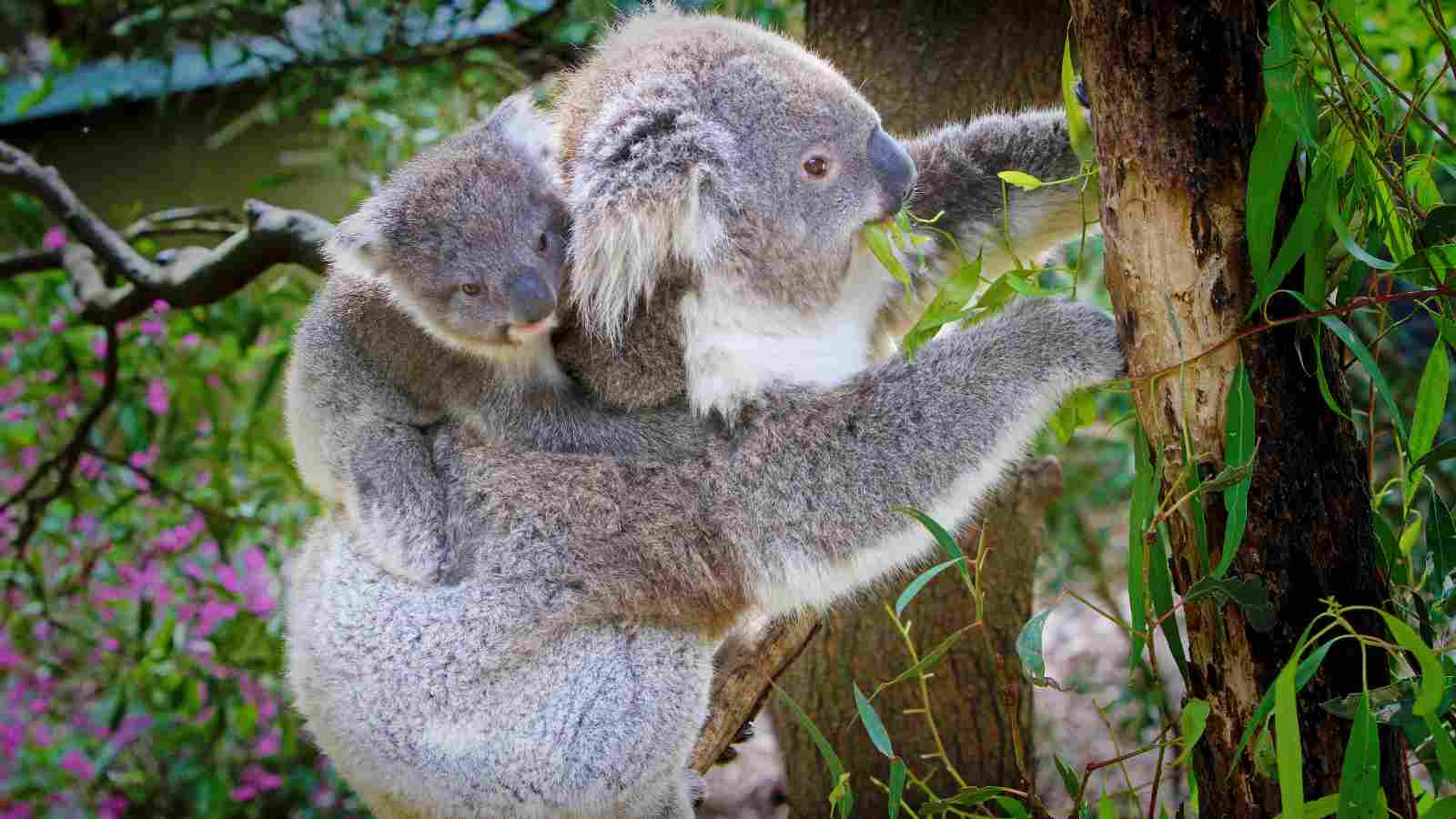 An adult koala climbs a tree while carrying a baby koala on its back among green leaves.