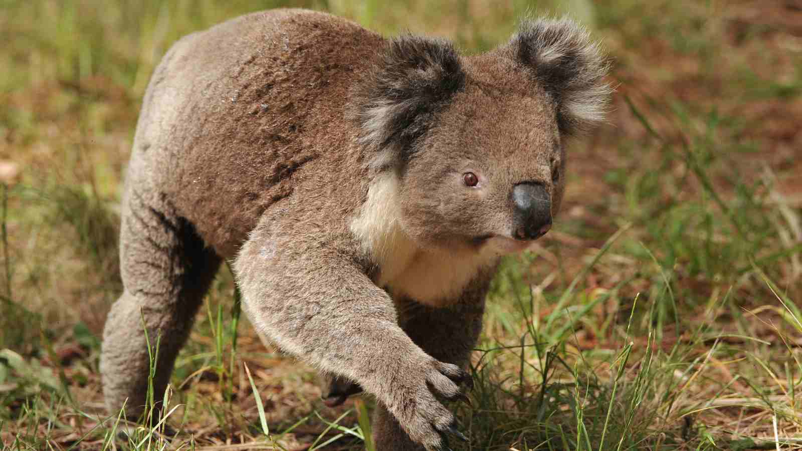 A koala walks on all fours through grass and leaf litter in a natural outdoor setting.