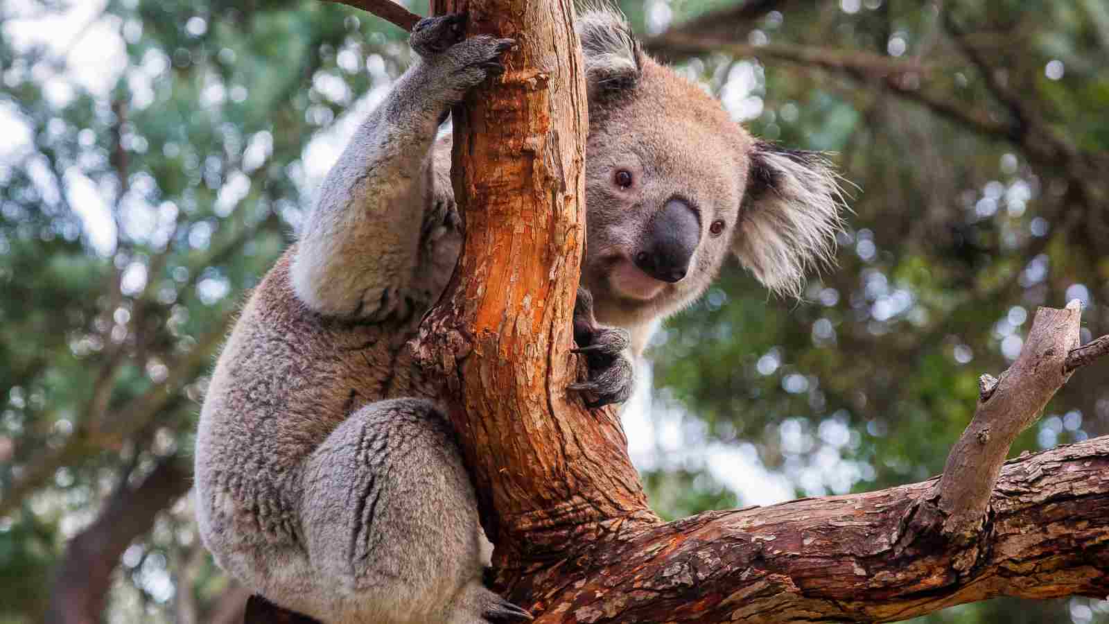 A koala clings to the branch of a tree, surrounded by green foliage in the background.