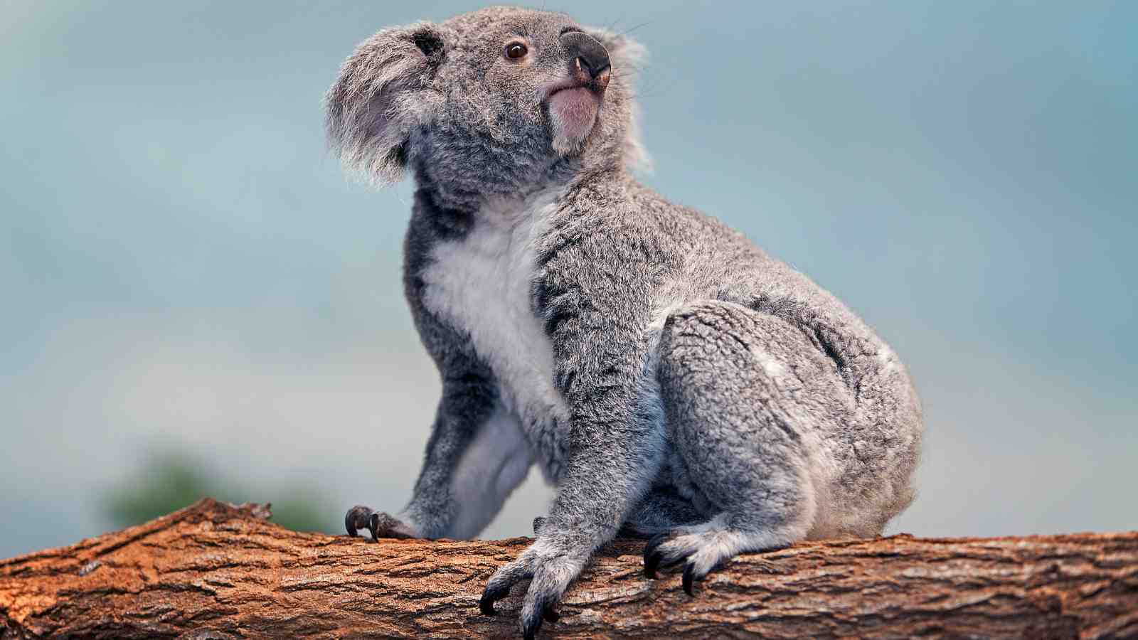 A koala sits on a tree branch, facing to the left against a blurred blue and green background.