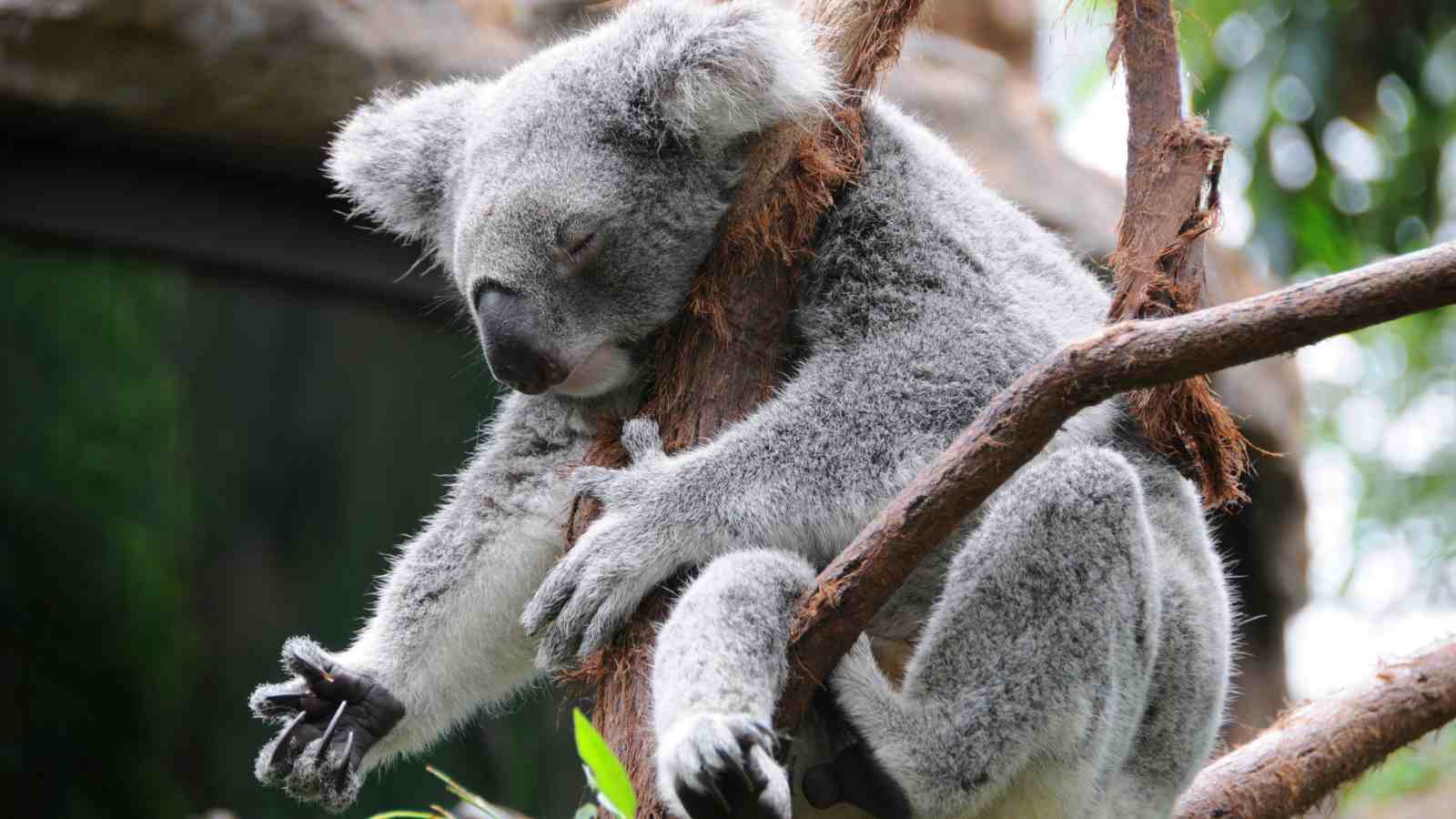 A koala is sleeping while hugging a tree branch, with its eyes closed and limbs loosely wrapped around the trunk.