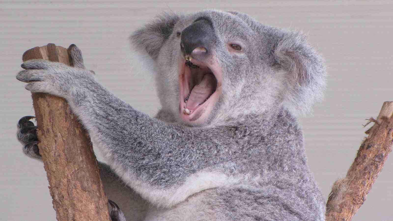 A koala clings to a tree branch with one paw while its mouth is wide open, possibly yawning or vocalizing, against a plain background.