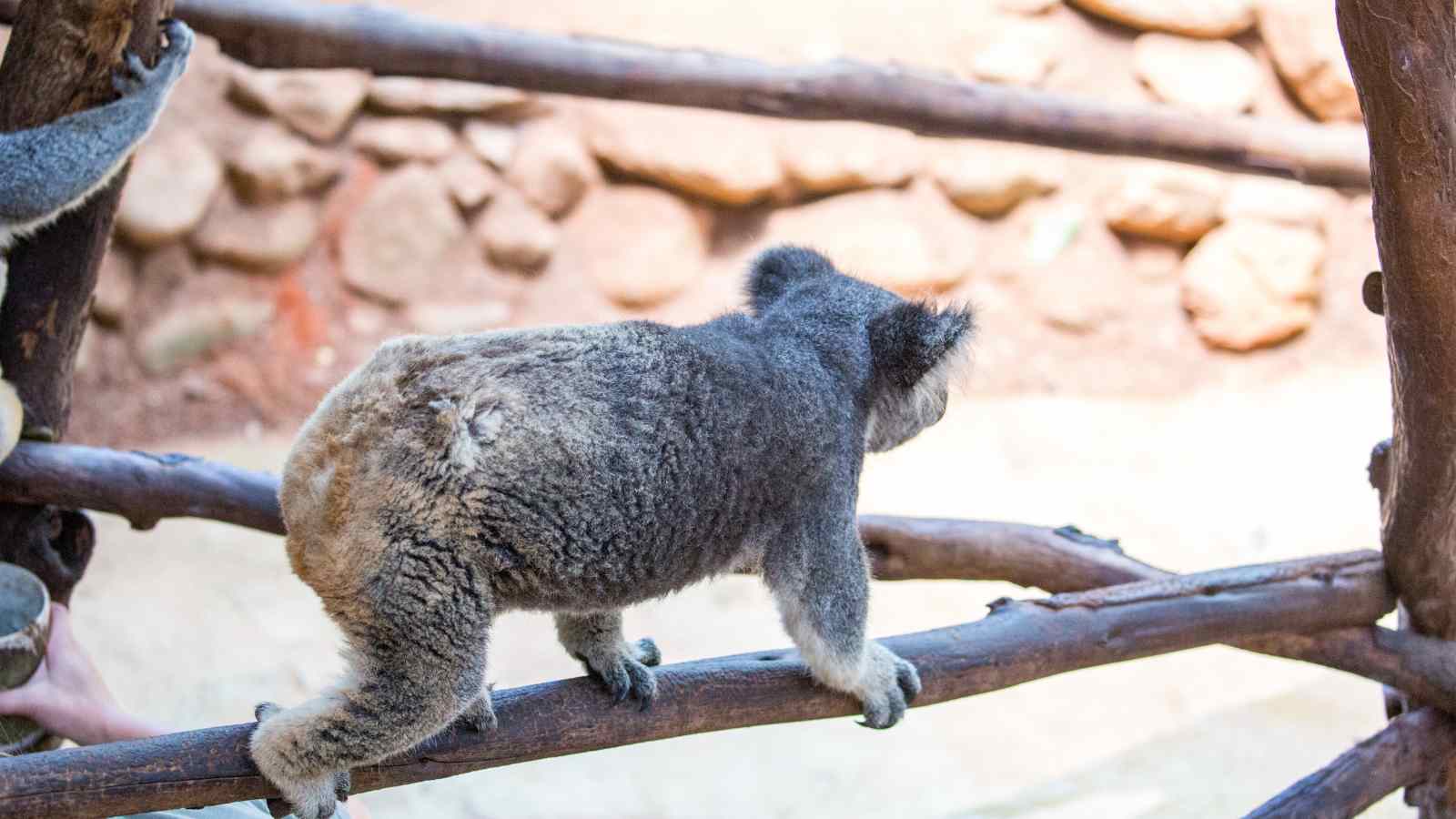 A koala walking on a wooden branch inside an enclosure, facing away from the camera with rocks visible in the background.