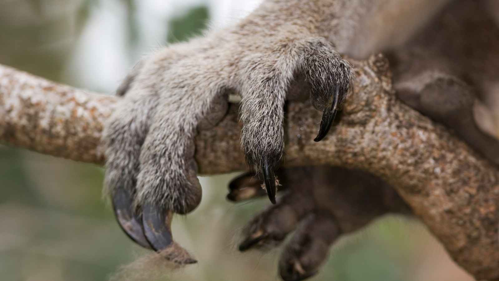 Close-up of a koalas front paw with long black claws gripping a tree branch.