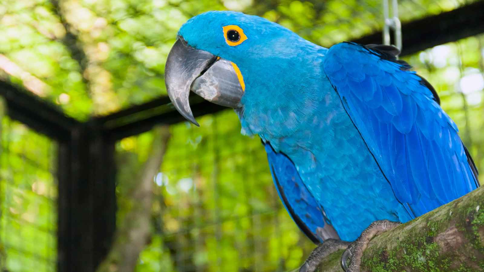 A blue hyacinth macaw with a yellow ring around its eye sits on a branch inside an enclosure with a wire fence and green foliage in the background.