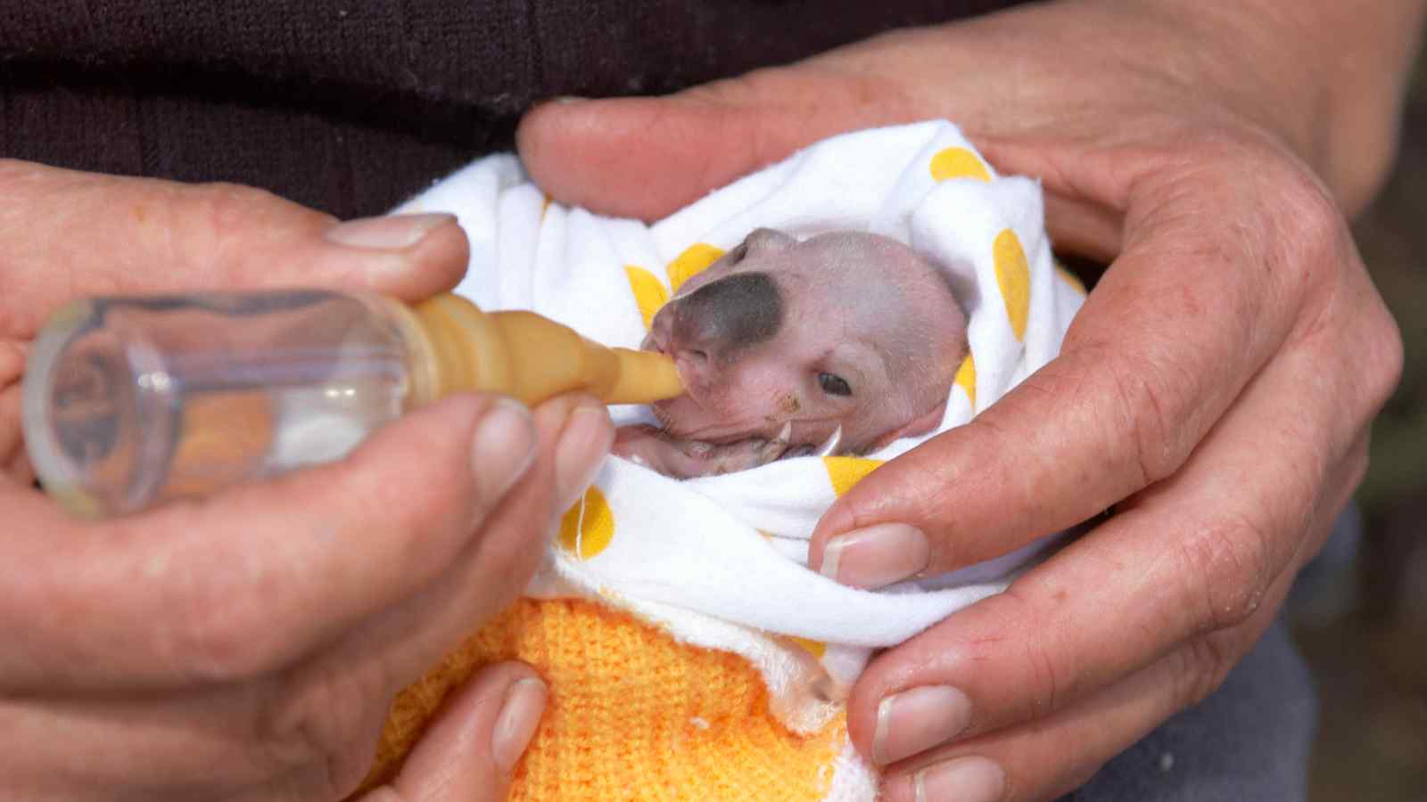 A person feeds a tiny, hairless baby animal wrapped in a cloth with a small bottle.