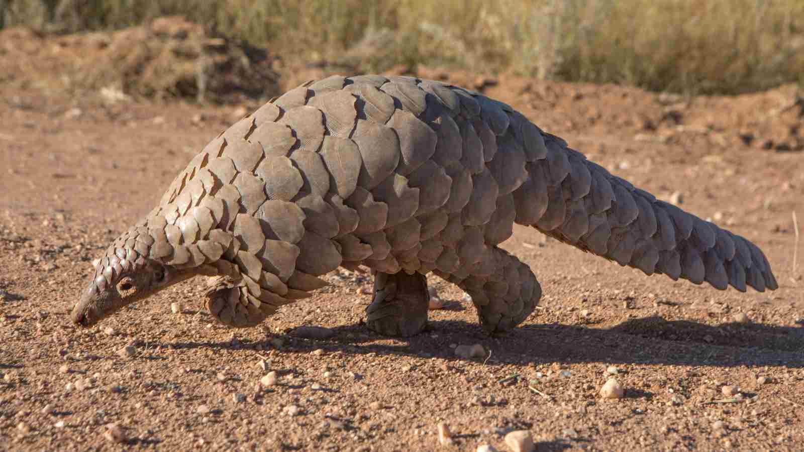 A pangolin with overlapping scales walks on dry, sandy ground in a natural outdoor environment.