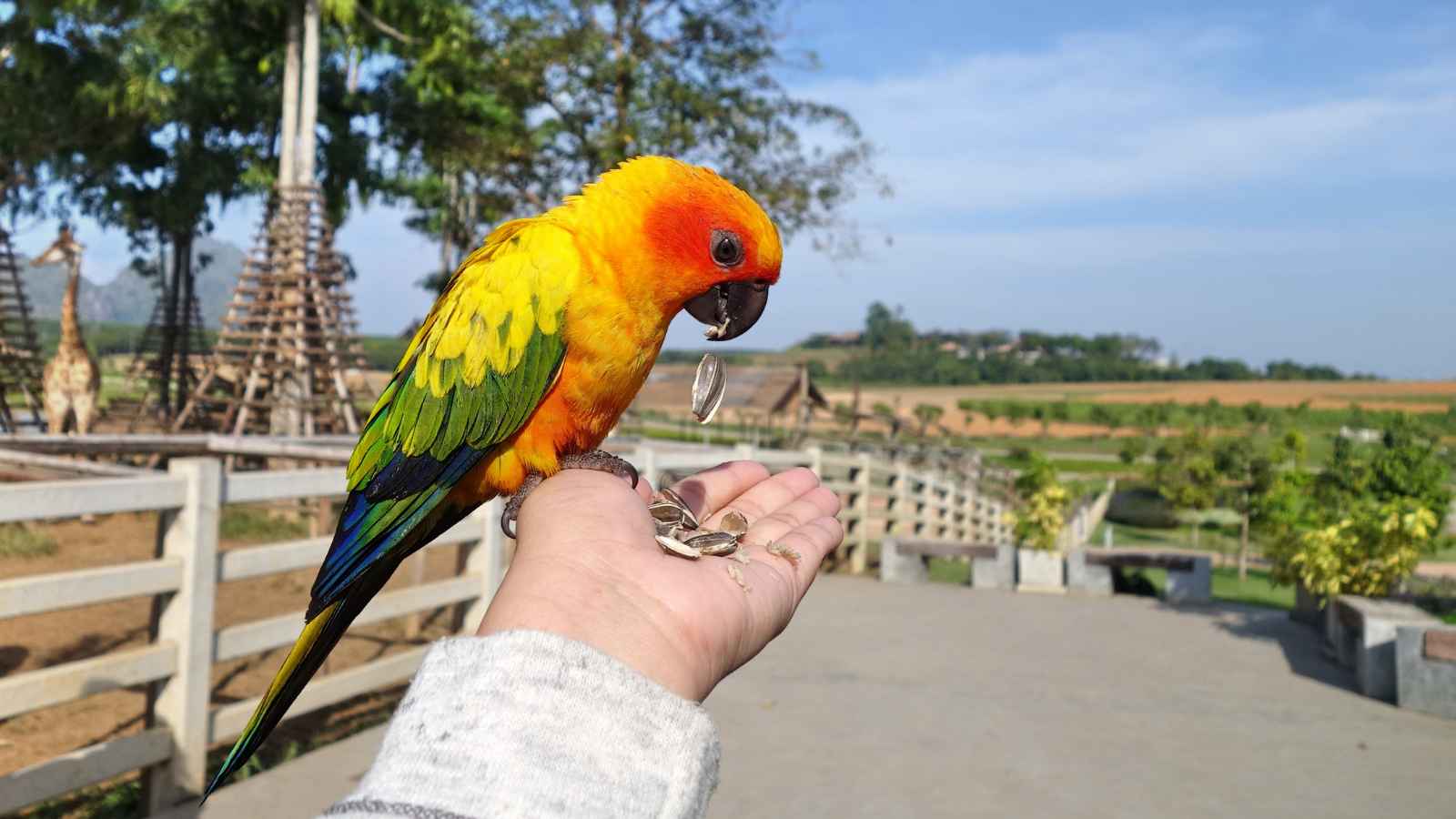 A colorful parrot perched on a person's hand eats sunflower seeds, with a farm landscape and blue sky in the background.