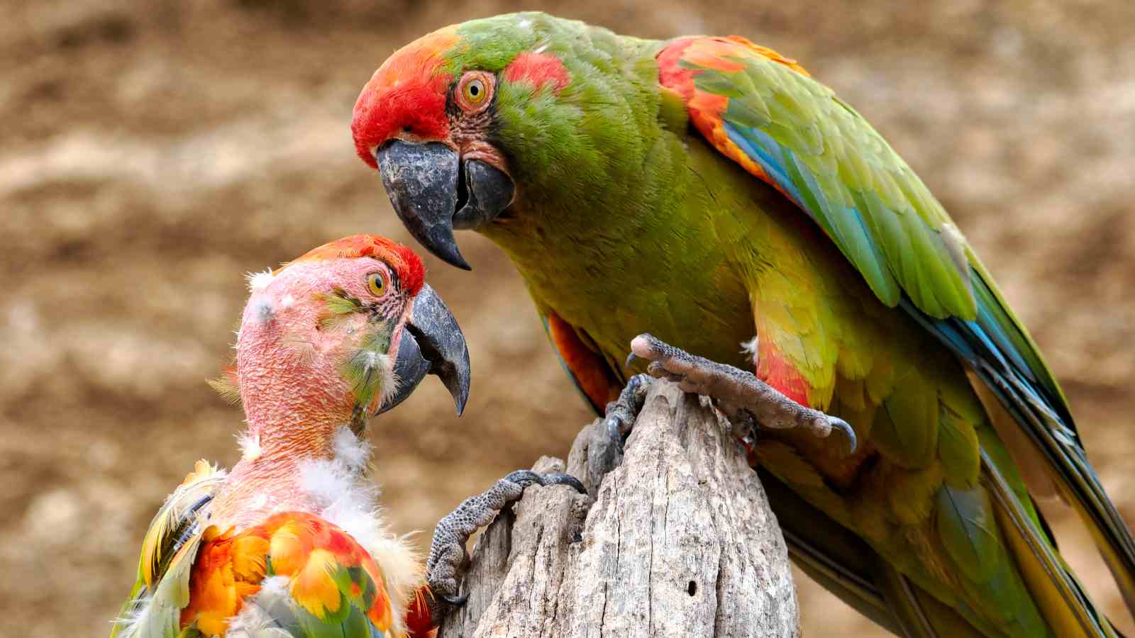 Two colorful parrots perched on a piece of wood, with one parrot having significantly fewer feathers than the other.