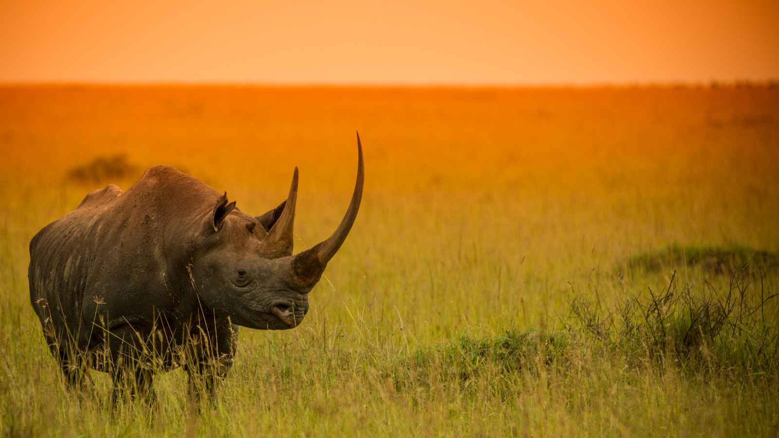 A rhinoceros stands in tall grass on a savannah under an orange sky at sunset.