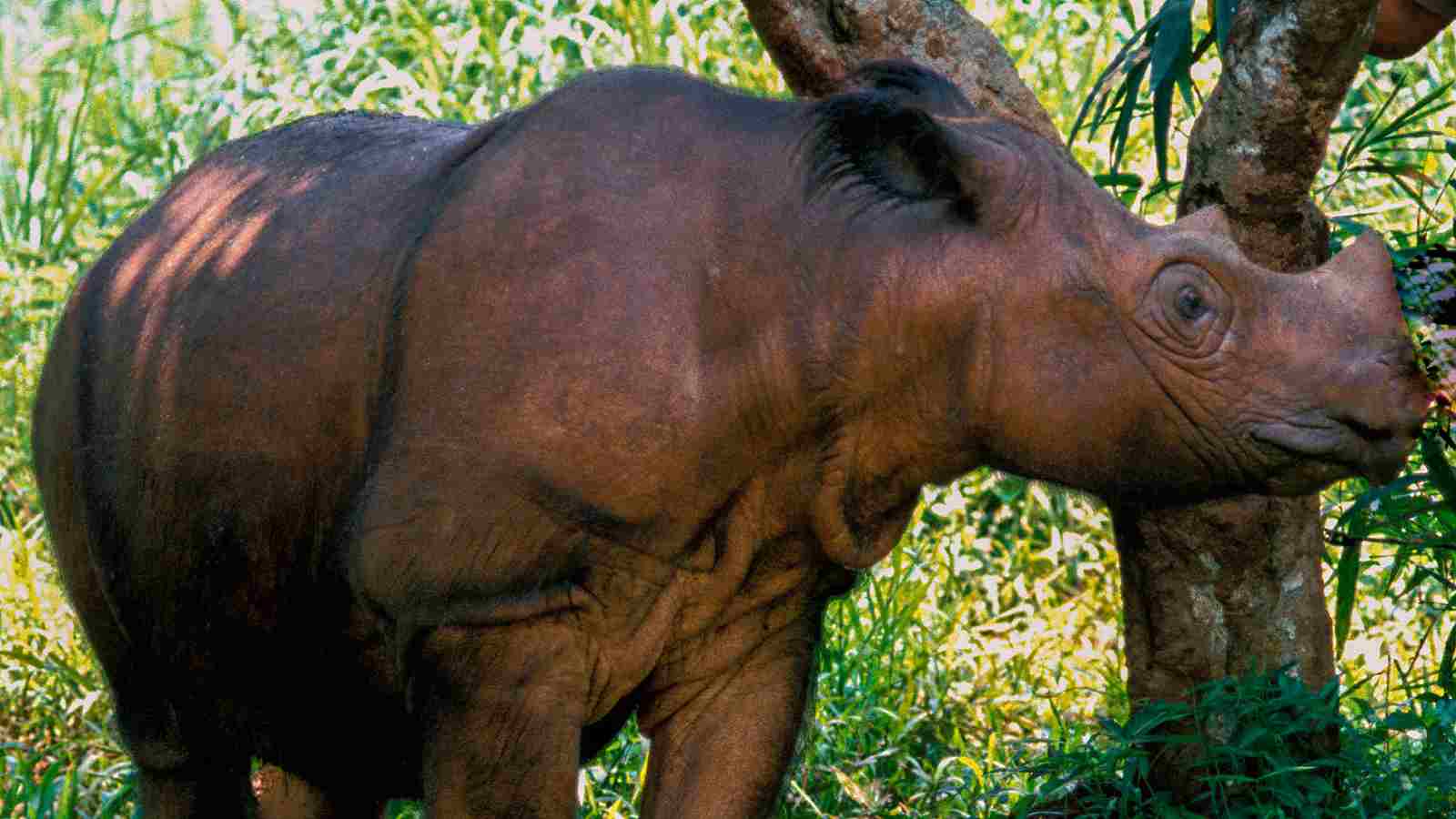 A Sumatran rhinoceros stands beside a tree in a forested area, with sunlight filtering through the surrounding green foliage.