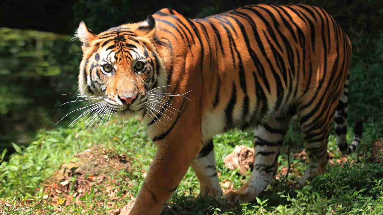 A tiger with orange fur and black stripes walks through green grass and sunlight, looking directly at the camera.