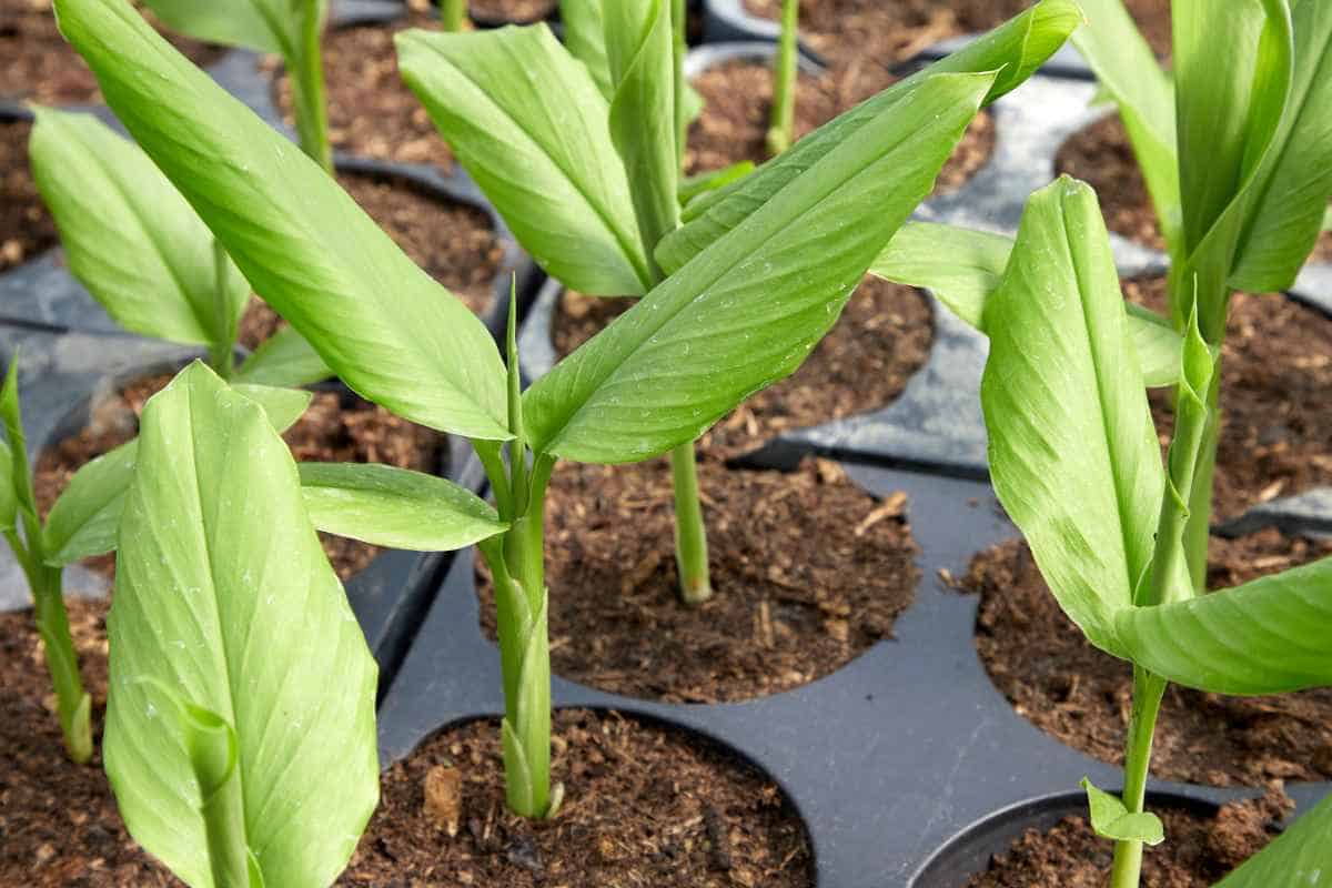Young green turmeric plants growing in individual sections of a black plastic seedling tray filled with soil.