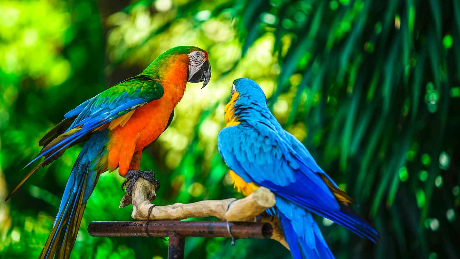 Two colorful parrots, one predominantly orange and green and the other mostly blue and yellow, perched on a wooden branch with a lush green background.
