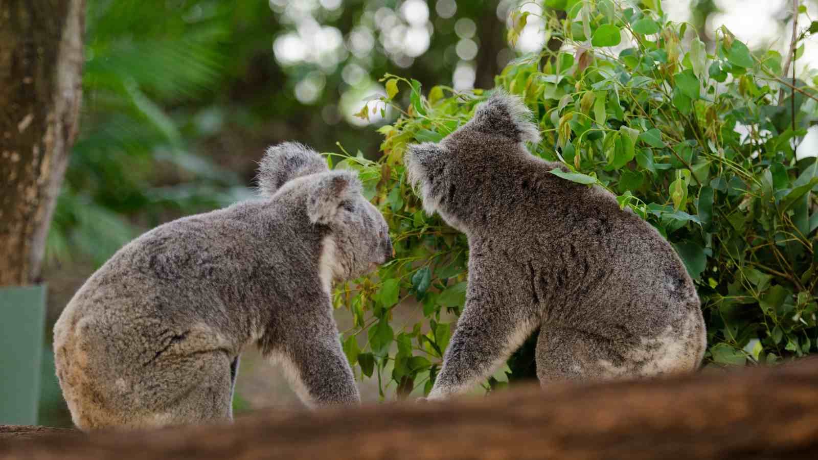 Two koalas sit facing each other on a tree branch, with green leaves and blurred foliage in the background.
