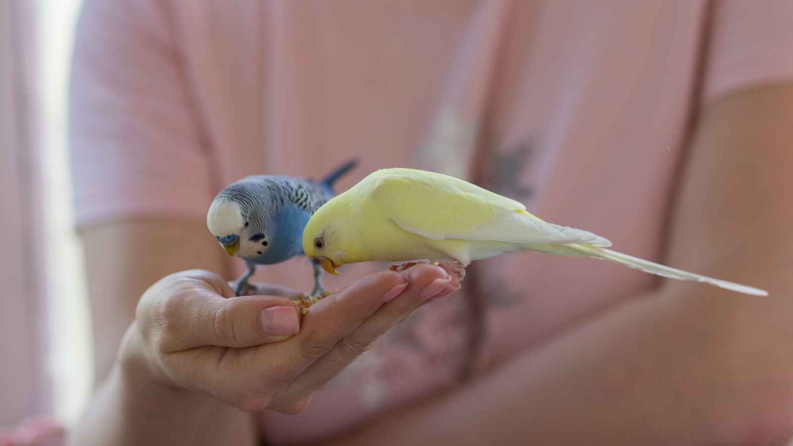 A person holds out their hand while a blue and a yellow budgie eat from it.