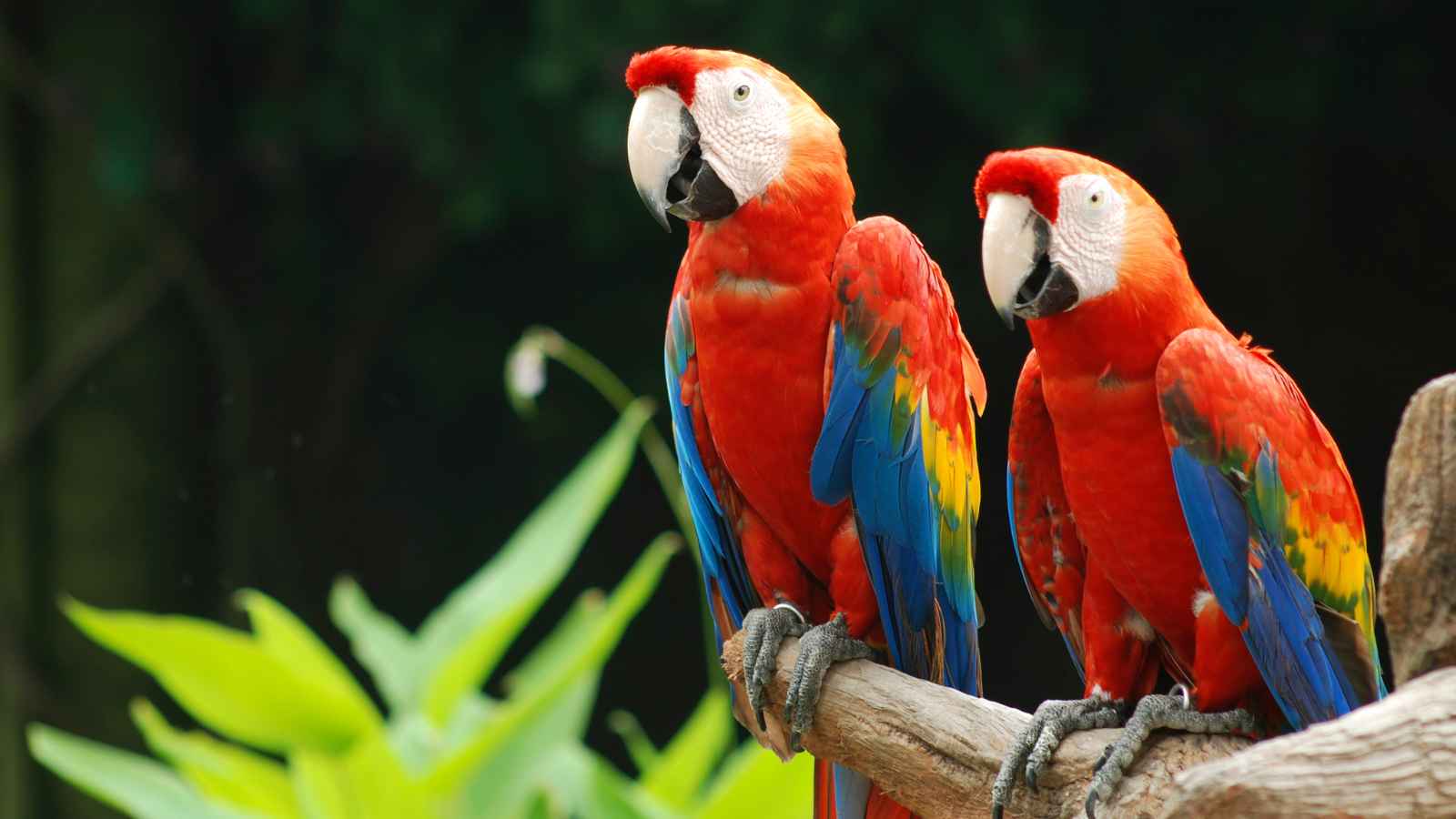 Two scarlet macaws with red, blue, and yellow feathers perch on a branch against a blurred green background.